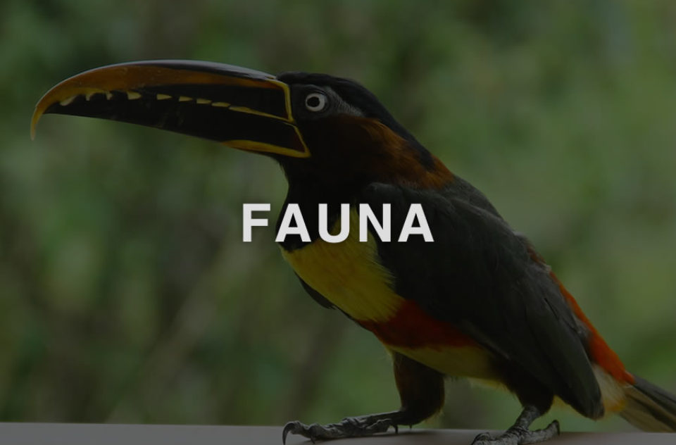 Fauna